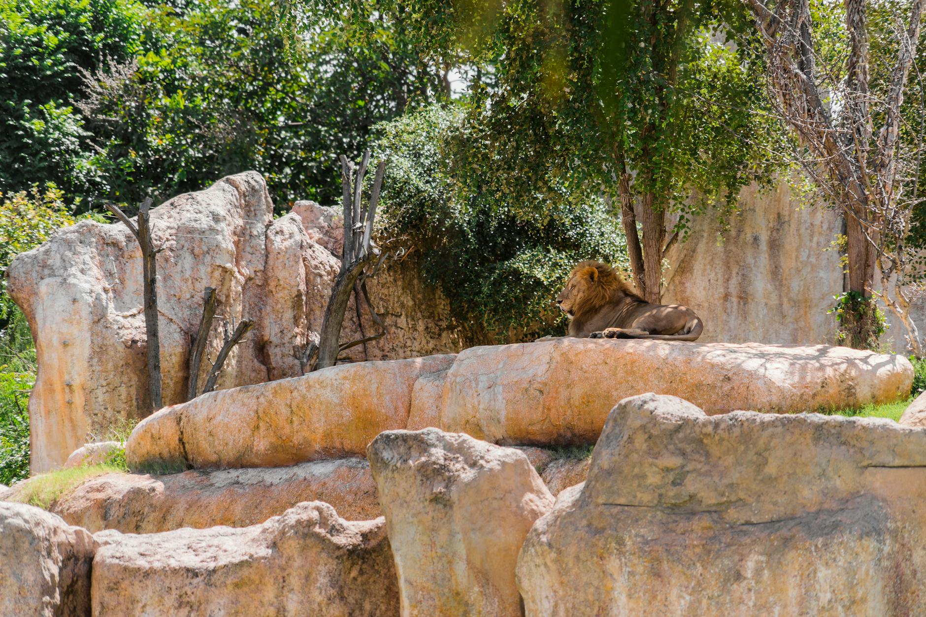 Bali Safari & Marine Park Ticket